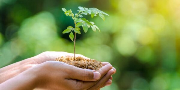 In the hands of trees growing seedlings. Bokeh green Background Female hand holding tree on nature field grass Forest conservation concept